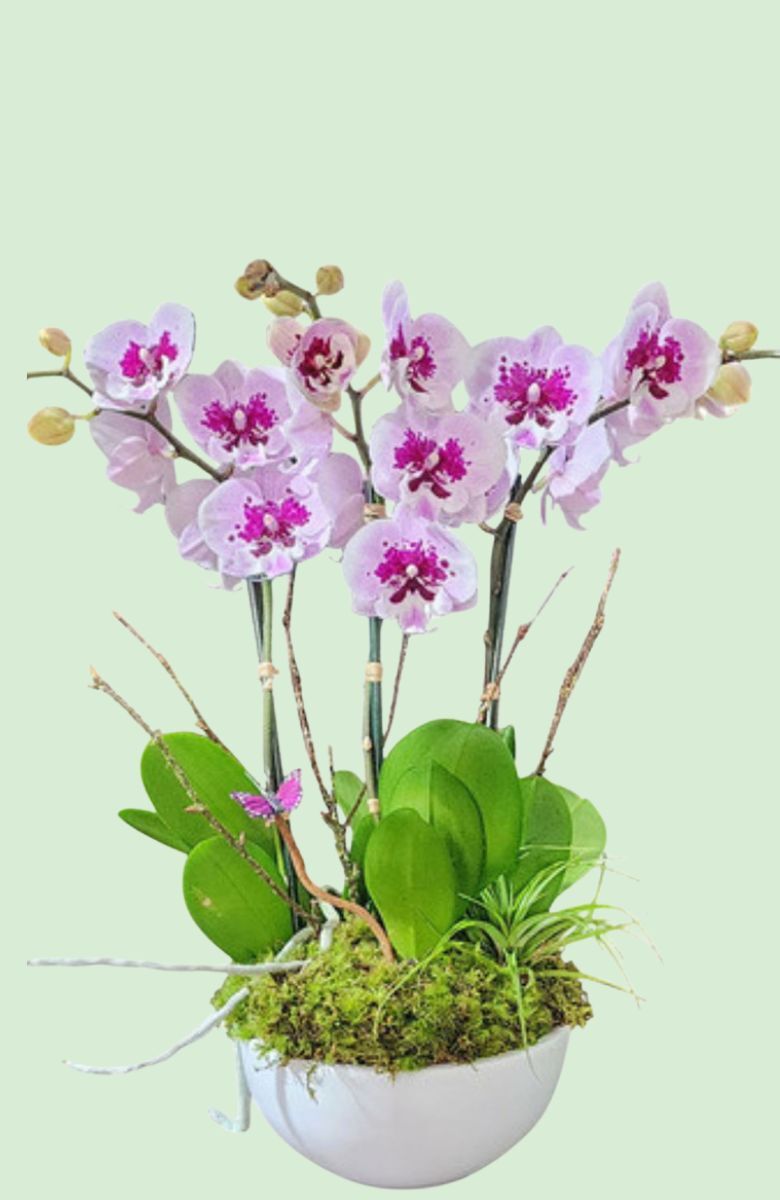 Small Orchid Arrangements