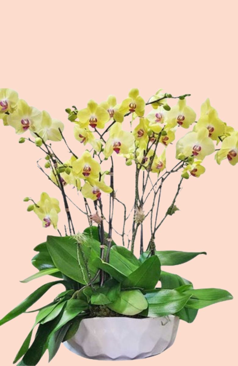 Large Orchid Arrangements