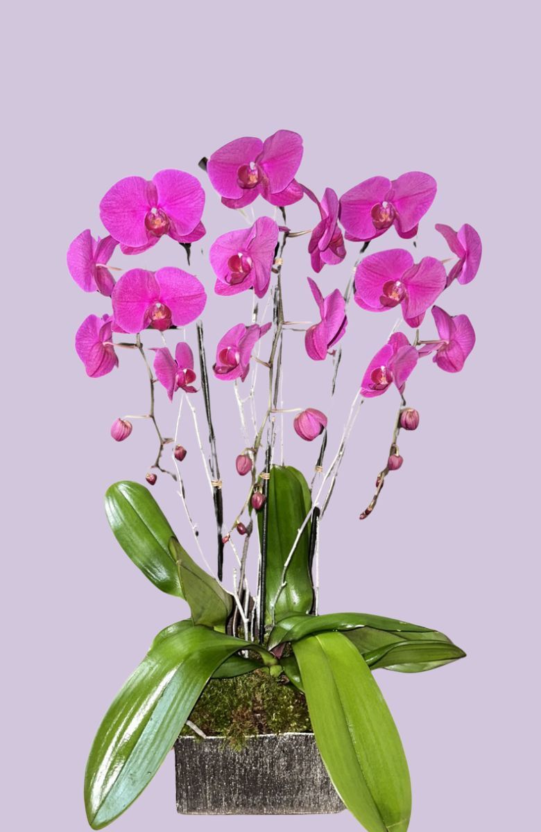 Medium Orchid Arrangements