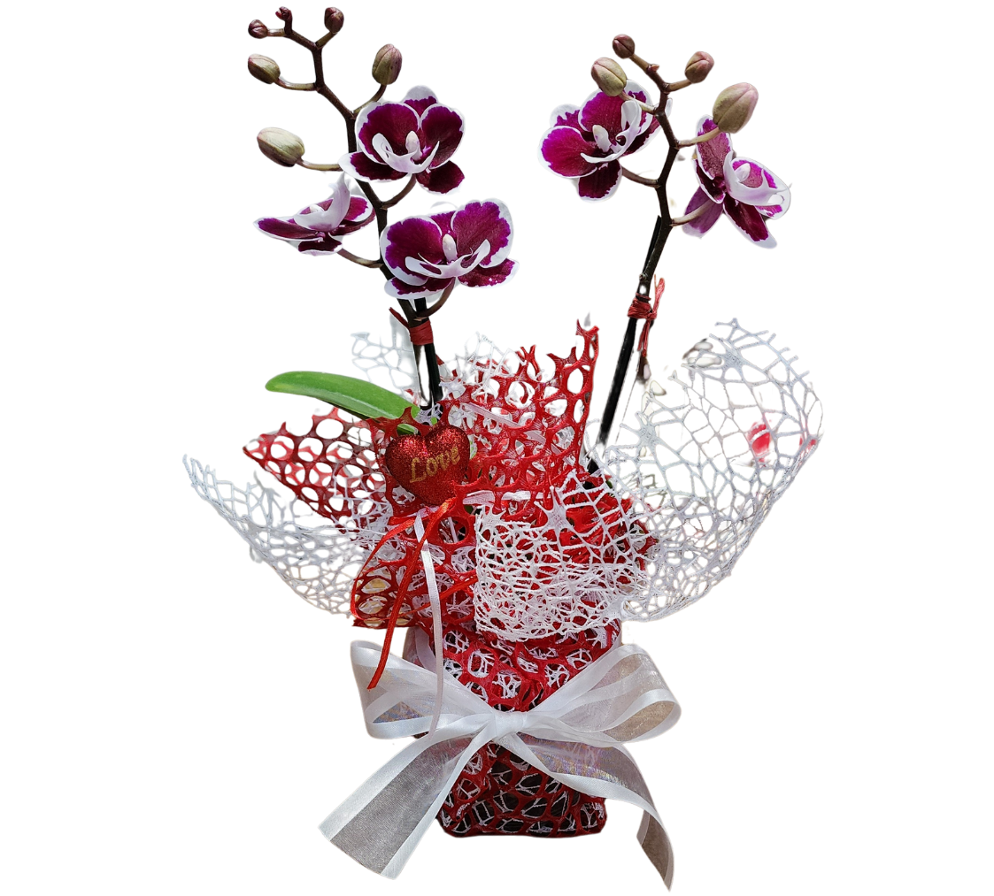 Luxury Orchid Arrangements