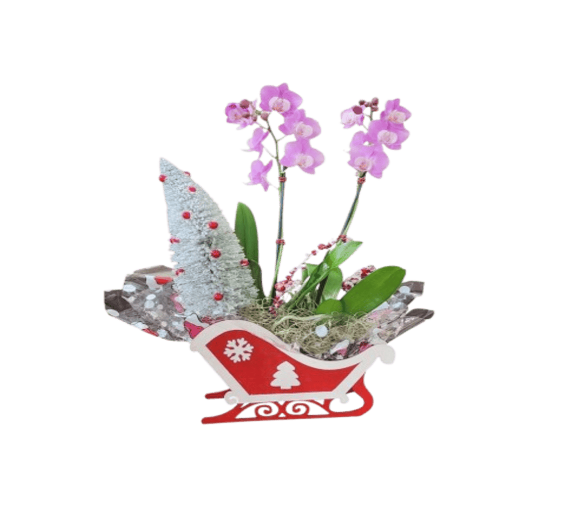 Luxury Orchid Arrangements