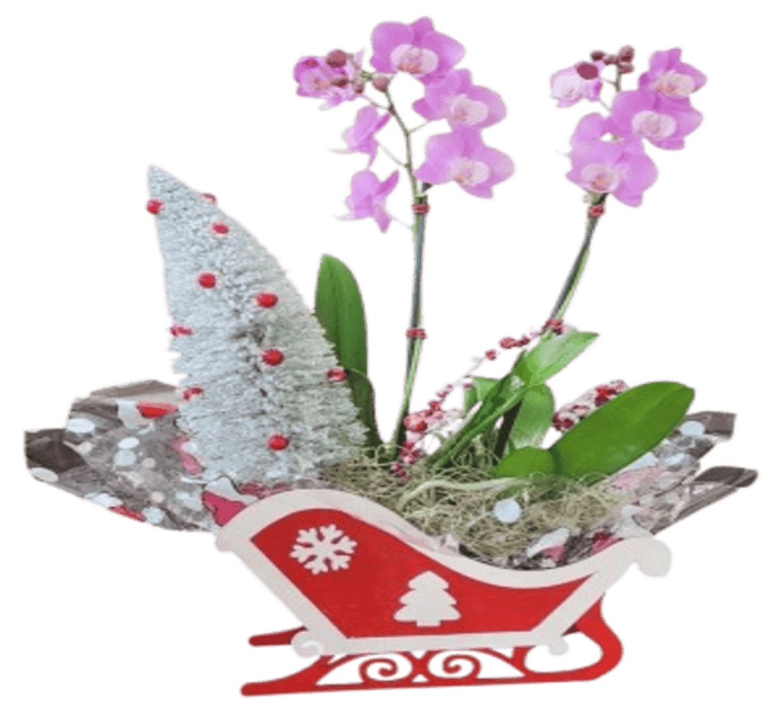 Luxury Orchid Arrangements