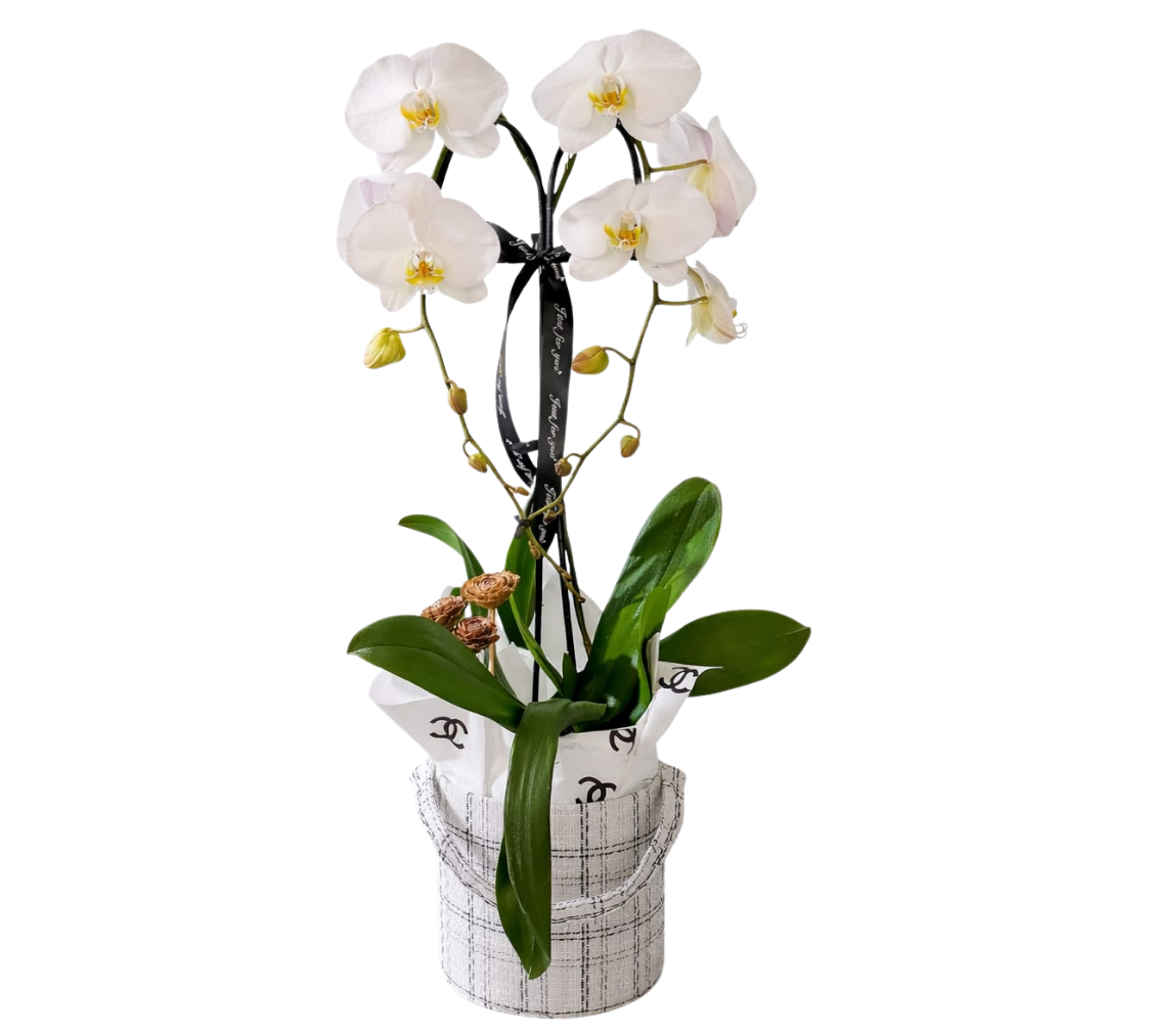 Luxury Orchid Arrangements