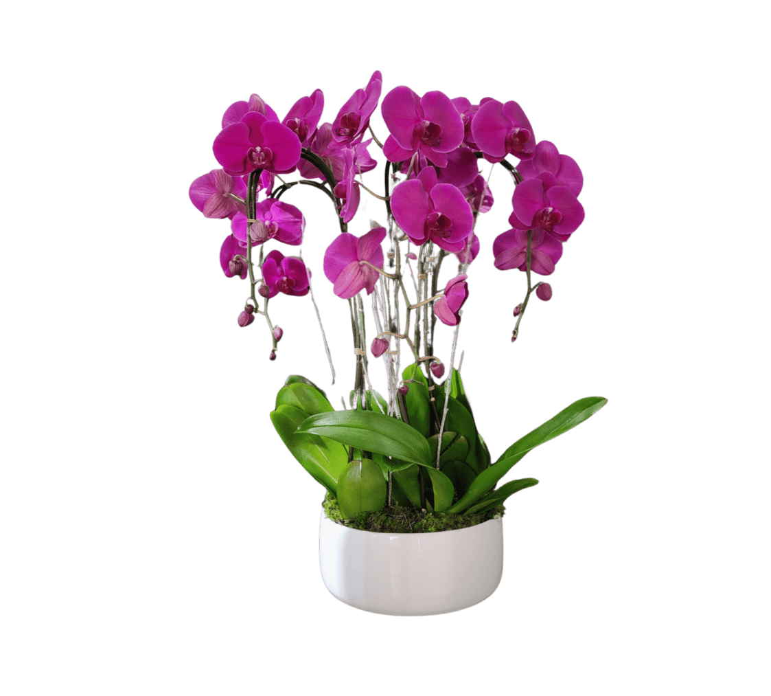Luxury Orchid Arrangements