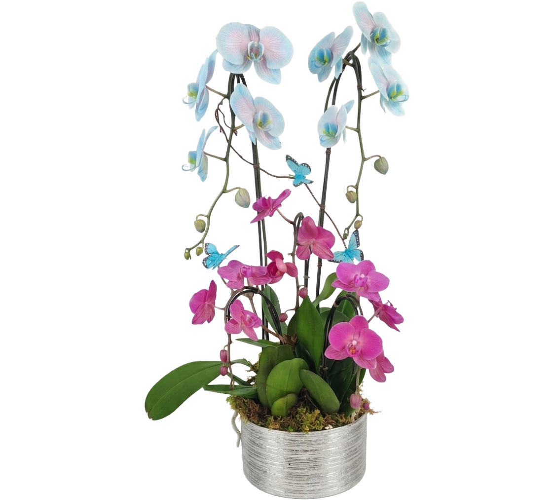 Luxury Orchid Arrangements