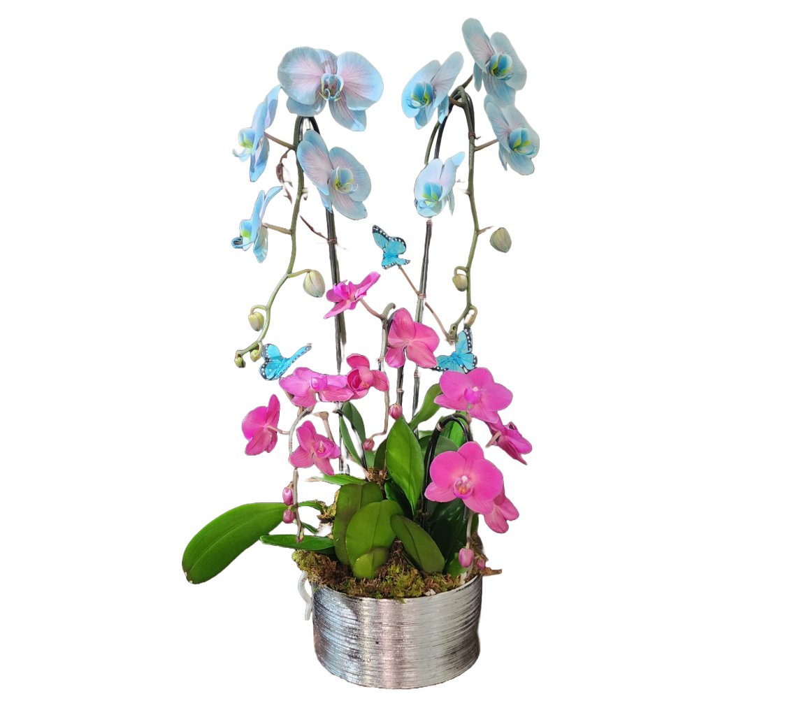 Luxury Orchid Arrangements